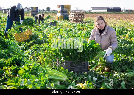 Jeune travailleuse récoltant du céleri sur le terrain agricole au printemps Banque D'Images