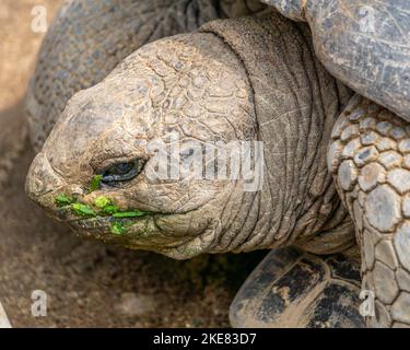 Photo macro d'une tortue géante Galápagos (nom scientifique : Chelonoidis niger) Banque D'Images