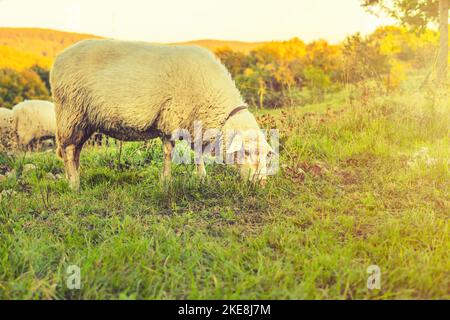 Moutons paissant le gras sur le vert prairie.paysage rural. Photo de haute qualité Banque D'Images