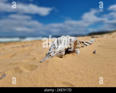 Un bois de grève sur la plage de sable à Forresters, Central Coast, Australie Banque D'Images