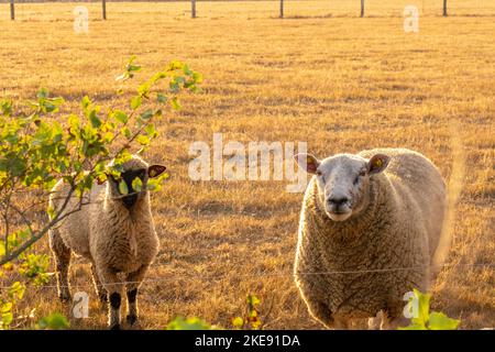 Moutons blancs dans les enclos.concept d'élevage et d'agriculture des animaux.élevage et élevage des moutons.races de moutons laineux.trois portraits de moutons Banque D'Images