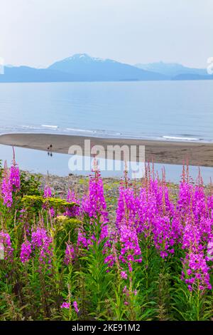 Fleurs sauvages de l'herbe à feu; Chamaenerion angustifolium; foggy; brumeux; vue; Kachemak Bay; Kenai Mountains; Homer; Alaska; États-Unis Banque D'Images