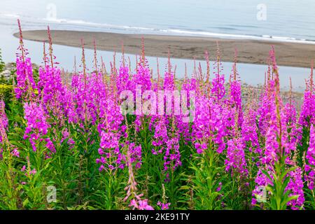 Fleurs sauvages de l'herbe à feu; Chamaenerion angustifolium; foggy; brumeux; vue; Kachemak Bay; Kenai Mountains; Homer; Alaska; États-Unis Banque D'Images