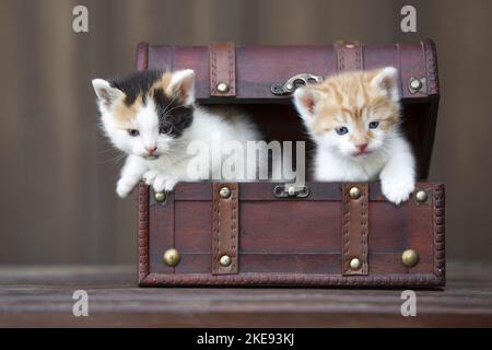 Chatons dans une boîte en bois Banque D'Images