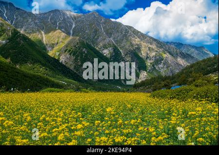 Prairie avec fleurs jaunes. Chitkul, Himachal Pradesh, Inde juillet 2022: Paradis pour les amoureux de la nature pour sa beauté naturelle de l'Himalaya Inde. Banque D'Images