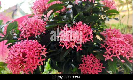 Gros plan de la fleur d'Ashoka (Saraca asoca) de couleur rose Banque D'Images