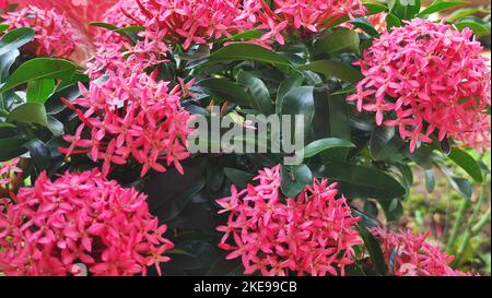 Gros plan de la fleur d'Ashoka (Saraca asoca) de couleur rose Banque D'Images