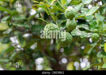 Caffir lime , Bergamot ou Citrus hystrix sur l'arbre dans la cour. Banque D'Images