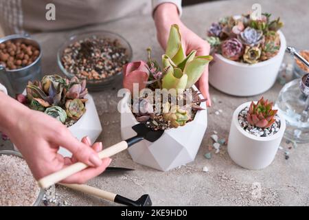 Femme cultivant des groupes de plantes d'intérieur dans des pots sur une table en béton - Echeveria et Pachyveria opalina succulents Banque D'Images