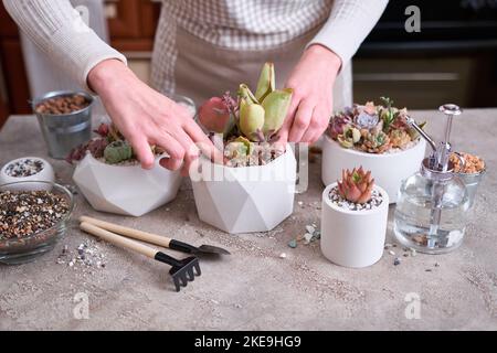 Femme cultivant des groupes de plantes d'intérieur dans des pots sur une table en béton - Echeveria et Pachyveria opalina succulents Banque D'Images