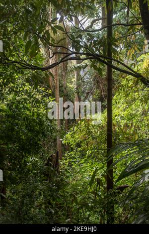 Forêt tropicale de milieu d'étages sur Tamborine Mountain, Queensland, Australie. Arbres, jingers, palmiers, eucalyptus. Calme et paisible. Koala habitat. Banque D'Images