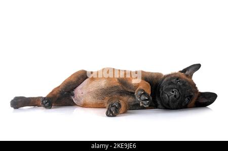 Chiot berger belge in front of white background Banque D'Images