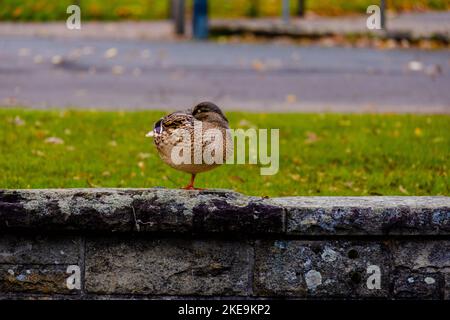 canard sauvage assis sur une jambe au petit lac Banque D'Images