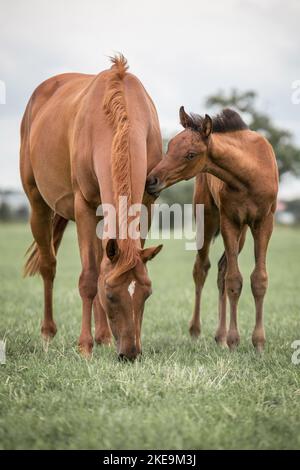 Oldenburg Horse avec foal Banque D'Images