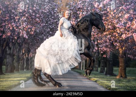 Pura Raza Espanola stallion Banque D'Images