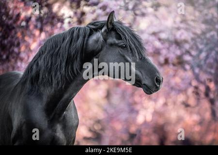 Pura Raza Espanola stallion Banque D'Images