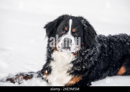 Chien de montagne bernois dans la neige Banque D'Images