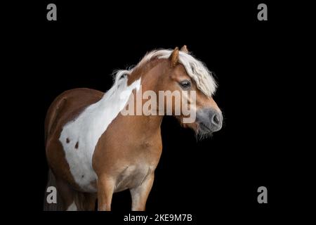 Mini poney Shetland Banque D'Images