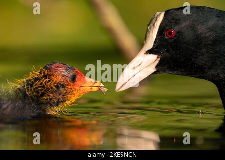 Gros plan d'un coq eurasien donnant de la nourriture à sa poussin dans l'étang à la lumière du jour Banque D'Images