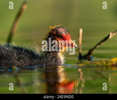 Gros plan d'un poussin de cuisine eurasienne nageant dans l'étang à la lumière du jour Banque D'Images