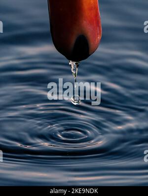 Un gros plan d'eau tombant dans l'étang depuis le bec d'un cygne muet à la lumière du jour Banque D'Images