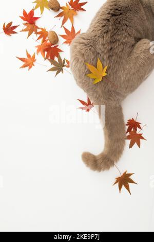 Queue de chat sur fond blanc. Chat écossais avec feuilles automnales Banque D'Images