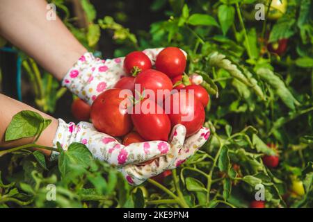 L'agriculteur récolte des tomates dans le jardin. Mise au point sélective. Nourriture. Banque D'Images