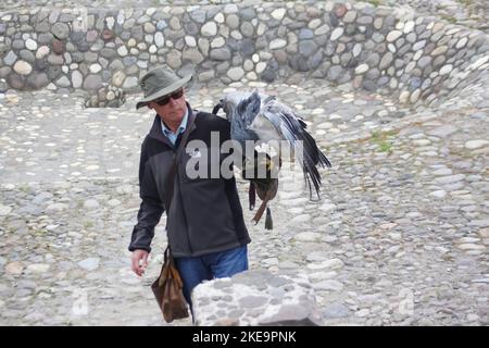 L'aigle-bourdonnet (Geranoaetus melanoleucus) est un oiseau de proie de la famille des faucon et aigle (Accipitridae). Il vit dans des régions ouvertes de Banque D'Images