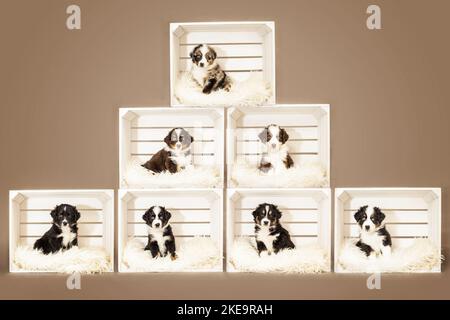 chiots de berger australien de 6 semaines Banque D'Images