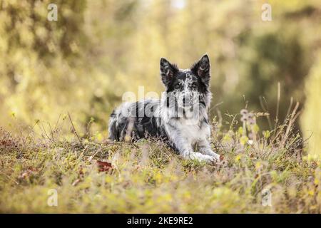 Lying Border-Collie-Winterlore Banque D'Images