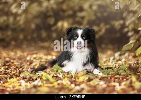 Berger australien miniature en automne Banque D'Images