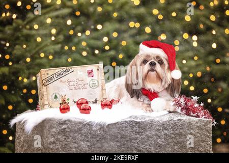 Shih Tzu en studio Banque D'Images