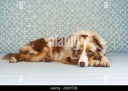 Berger australien miniature Red-merle Banque D'Images
