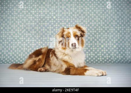 Berger australien miniature Red-merle Banque D'Images