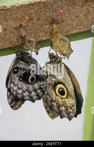 Papillon géant à la ferme des papillons de Mindo, vallée de Mindo, Équateur Banque D'Images