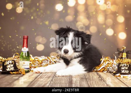 Chiot Border Collie Banque D'Images