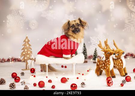 Jack-Russell-Terrier-Chihuahua en studio Banque D'Images