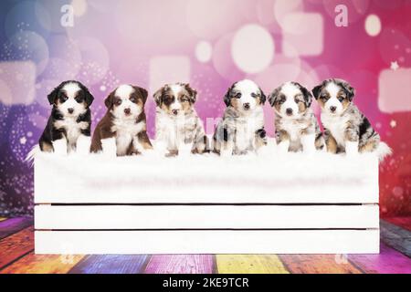 Mini-chiots de berger américain Banque D'Images