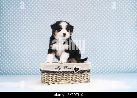 Mini-chien de berger américain Banque D'Images