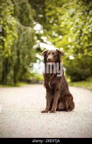 Plat-couché-Retriever-Australian-Shepherd en été Banque D'Images