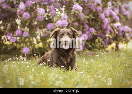 Plat-couché-Retriever-Australian-Shepherd en été Banque D'Images