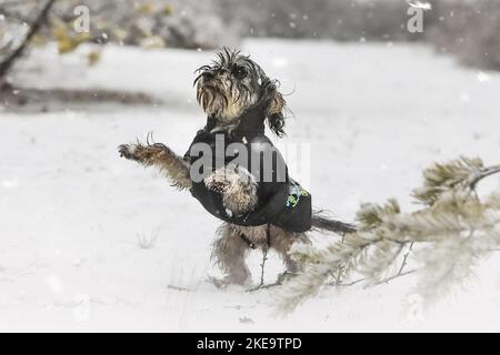 Dachshund-Yorkshire-Terrier Banque D'Images