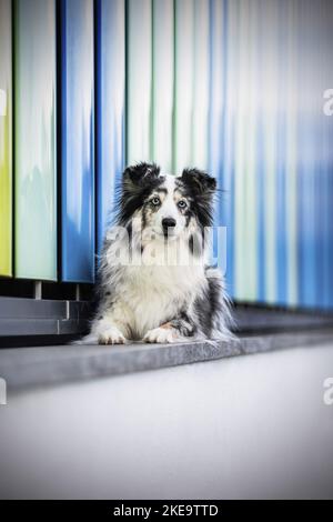 Blue-merle Berger australien miniature Banque D'Images