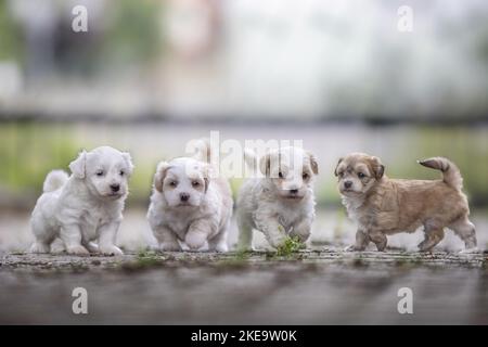 Chiots Bolonka-zwetna-Havanais Banque D'Images