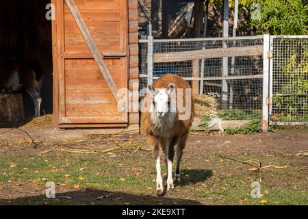 Le lama rouge dans une volière mange de l'herbe de près Banque D'Images