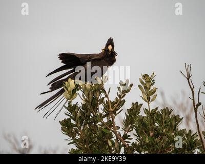 Le Cockatoo noir à queue jaune vient d'atterrir sur un buisson côtier de Banksia , oiseau australien, Australie Banque D'Images