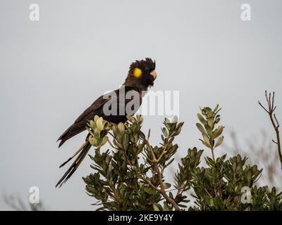 Cockatoo noir à queue jaune au sommet d'un Bush côtier de Banksia , oiseau australien, Australie Banque D'Images