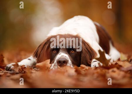 Chien de perdrix hollandais en automne Banque D'Images