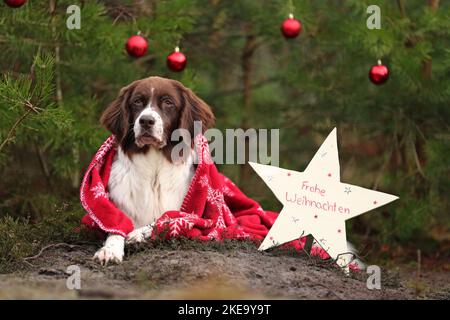 Chien de perdrix hollandais avec décoration de noël Banque D'Images