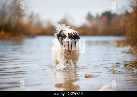 Terrier tibétain en automne Banque D'Images